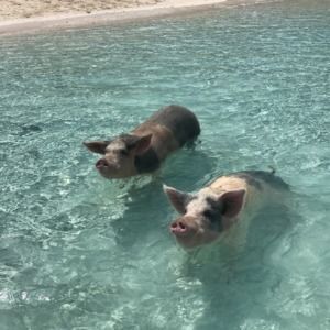 Meet your Posher, Suzanne